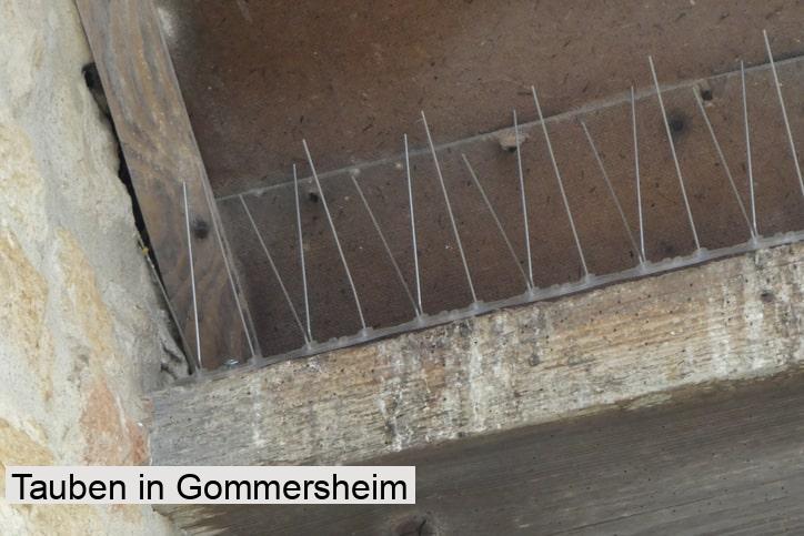 Tauben in Gommersheim